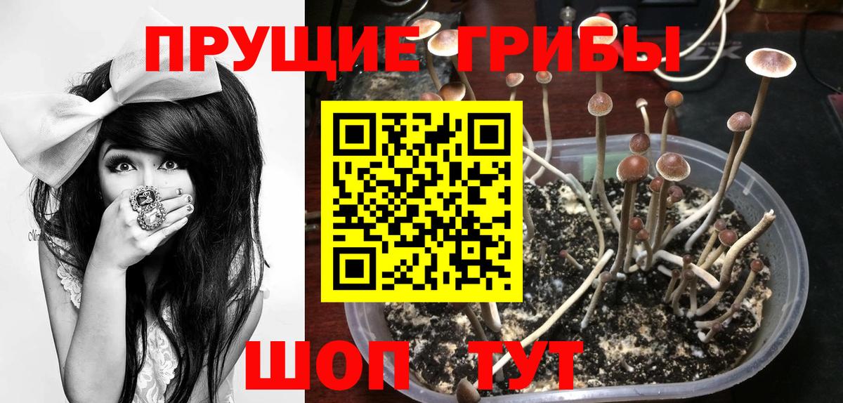 Галлюциногенные грибы Cubensis Кудрово
